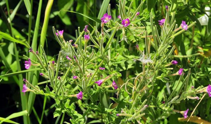 Epilobium hirsutum L. (1753)