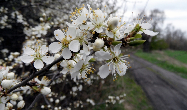 Prunus spinosa