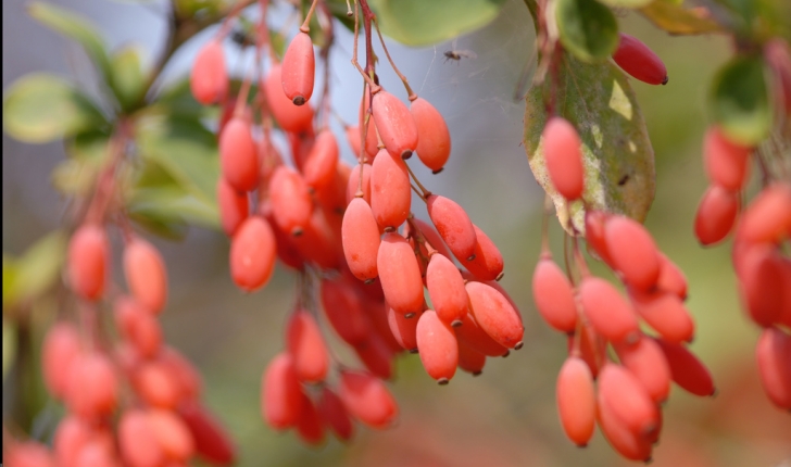 Berberis vulgaris, Linné 1753
