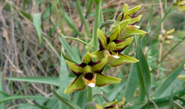 Epipactis sp.