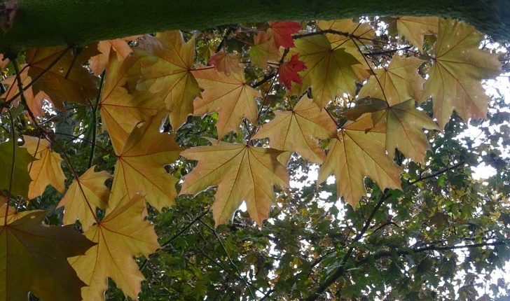 Acer platanoides L.