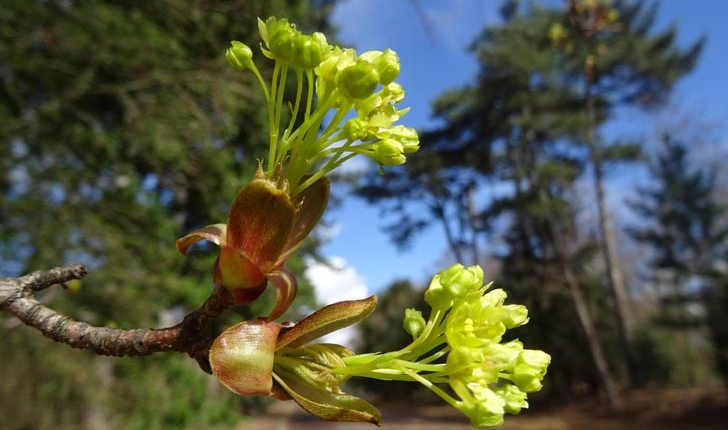 Acer platanoides L.