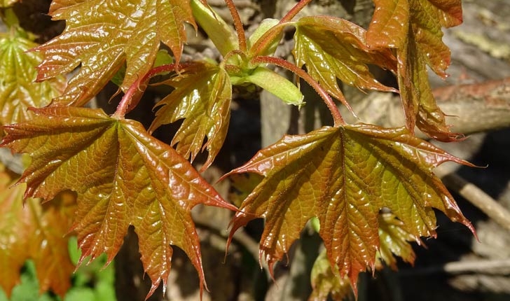 Acer platanoides L.