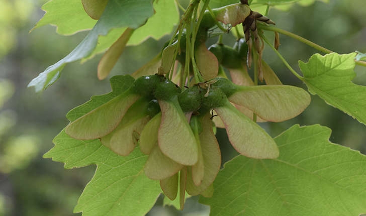 Acer opalus Mill., 1768
