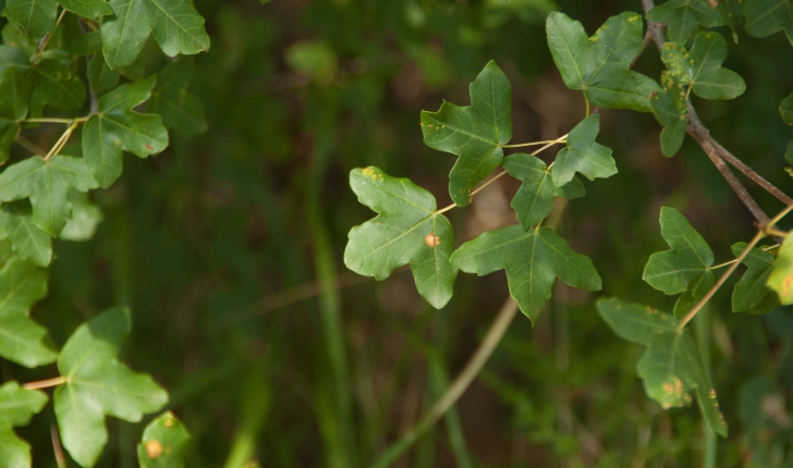 Acer monspessulanum (Linné, 1753)