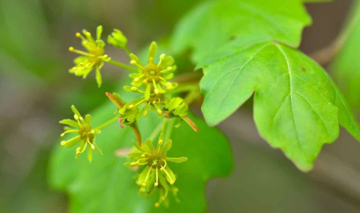 Acer campestre (L., 1753)