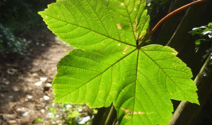 Acer pseudoplatanus (L., 1753)