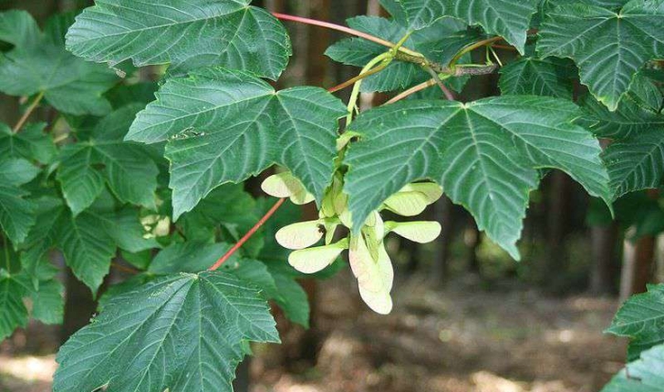 Acer pseudoplatanus (L., 1753)