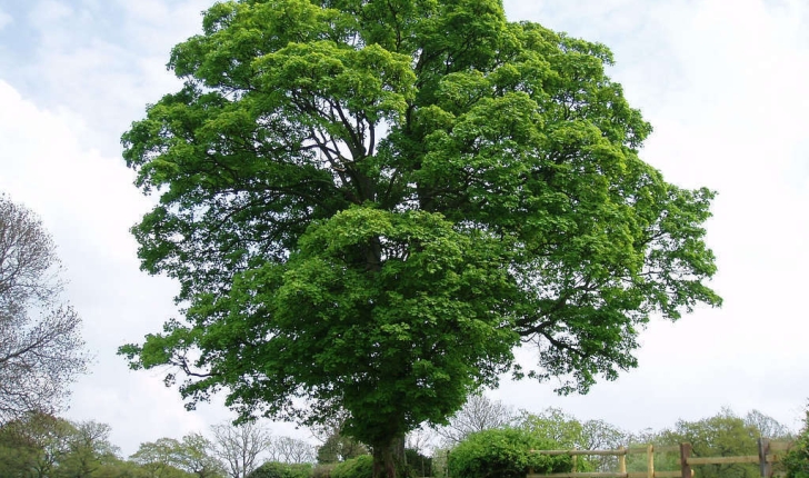 Acer pseudoplatanus (L., 1753)