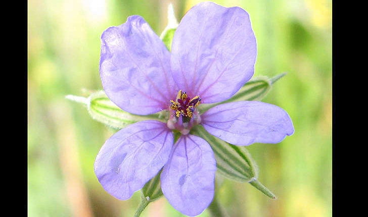 Erodium ssp