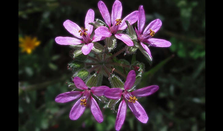 Erodium ssp