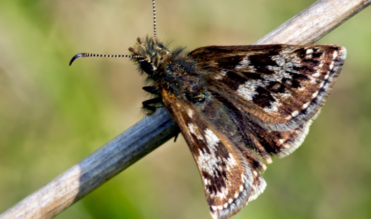 Erynnis tages L., 1758