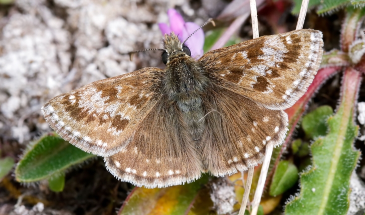 Erynnis tages L., 1758