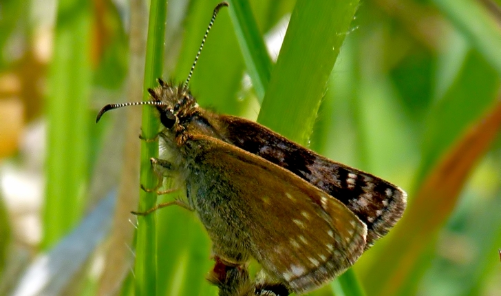 Erynnis tages L., 1758