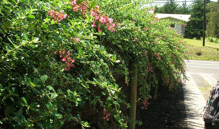 Escallonia rubra Pers