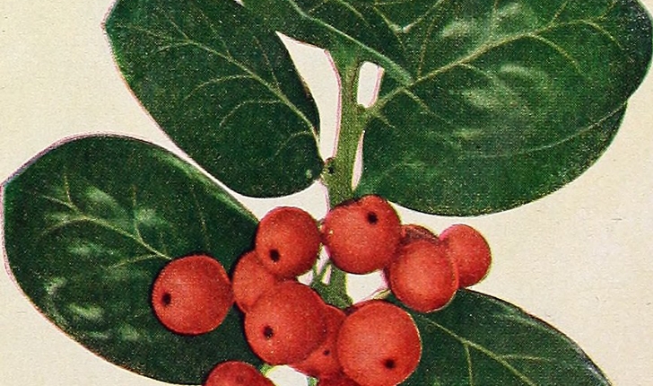 Escallonia rubra Pers