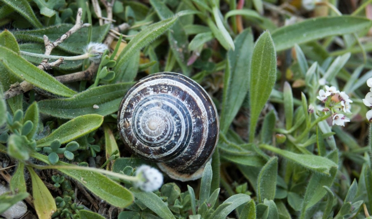 Eobania vermiculata (O. F. Müller, 1774)