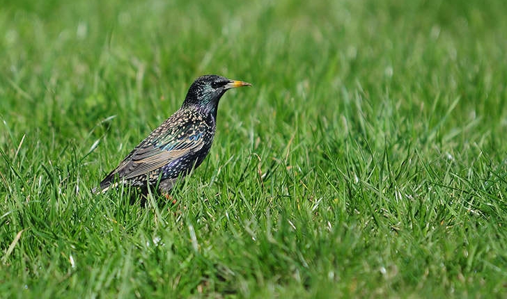 Sturnus vulgaris (Linné, 1767)