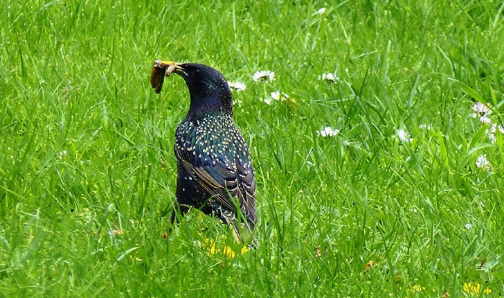 Sturnus vulgaris (Linné, 1767)