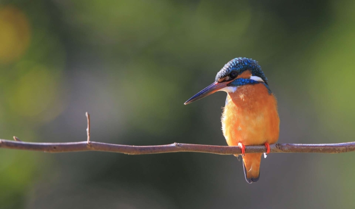 Martin-pêcheur d'Europe (Crédits : Eugene Lim - Flickr)