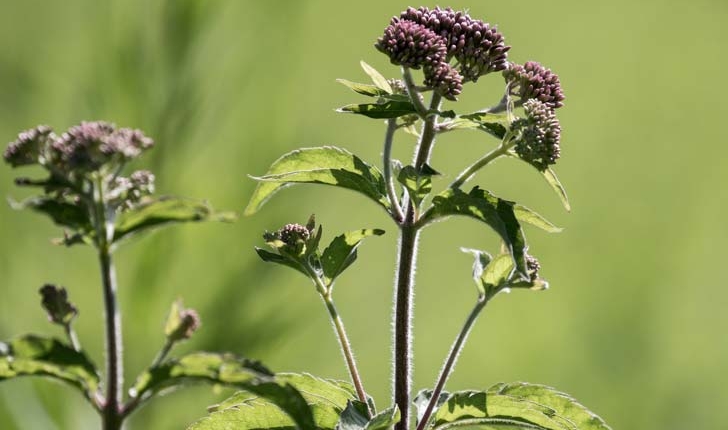 Eupatorium cannabinum