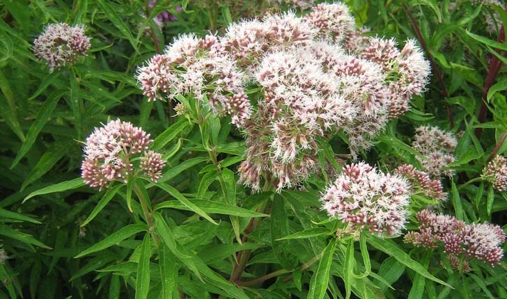 Eupatorium cannabinum