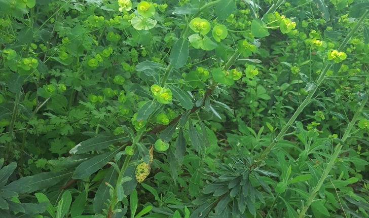 Euphorbia amygdaloides