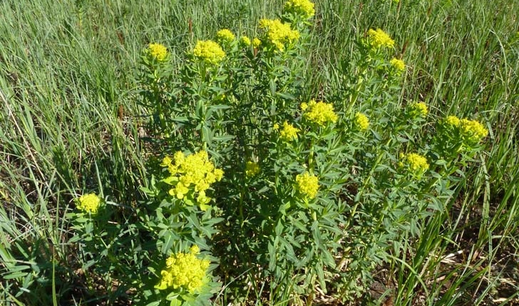  Euphorbia palustris