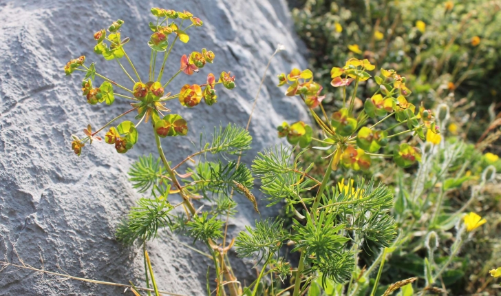 Euphorbia cyparissias (L., 1753)