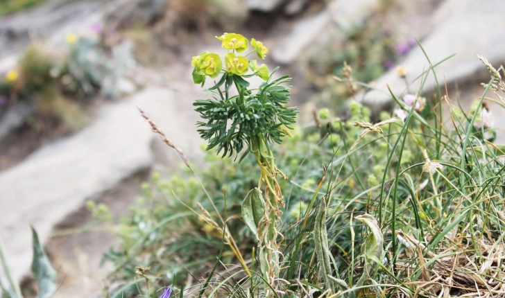 Euphorbia cyparissias (L., 1753)