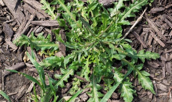 Capsella bursa-pastoris (L.) Medik., 1792