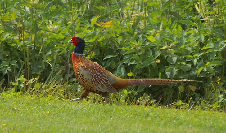 Phasianus colchicus (Linnaeus, 1758)