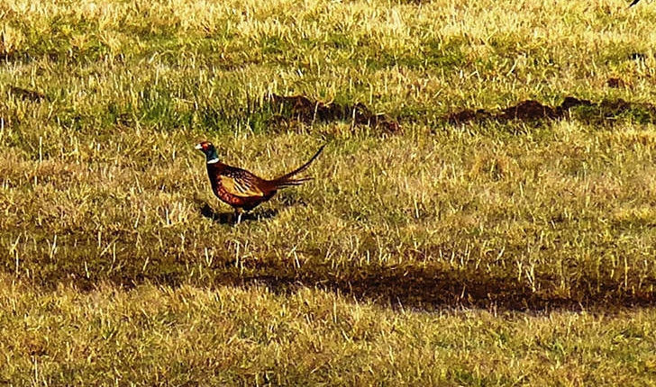 Phasianus colchicus (Linnaeus, 1758)