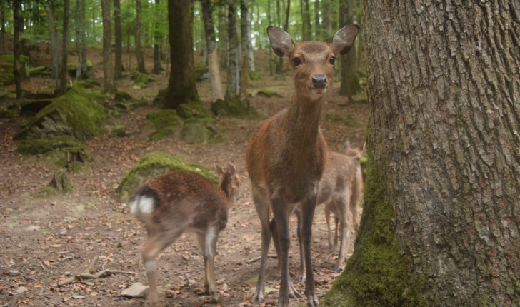 Cervus nippon (Linnaeus 1758)