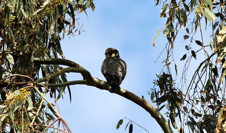 Falco subbuteo (Linnaeus, 1758)