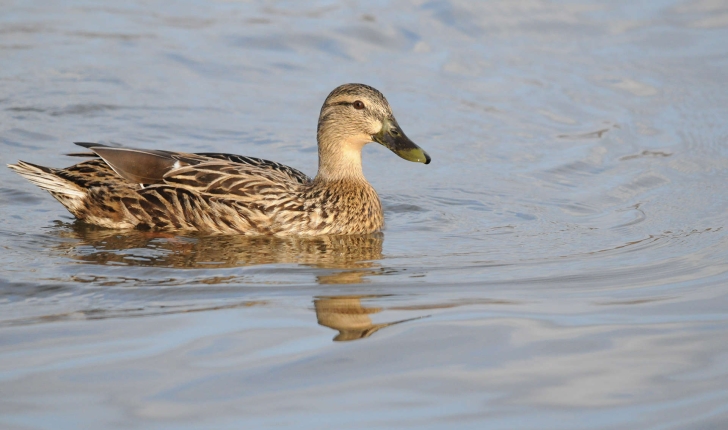 Anas platyrhynchos (Linnaeus, 1758)