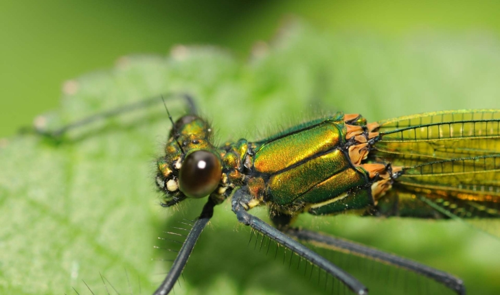 Caloptéryx splendens (Harris, 1782)