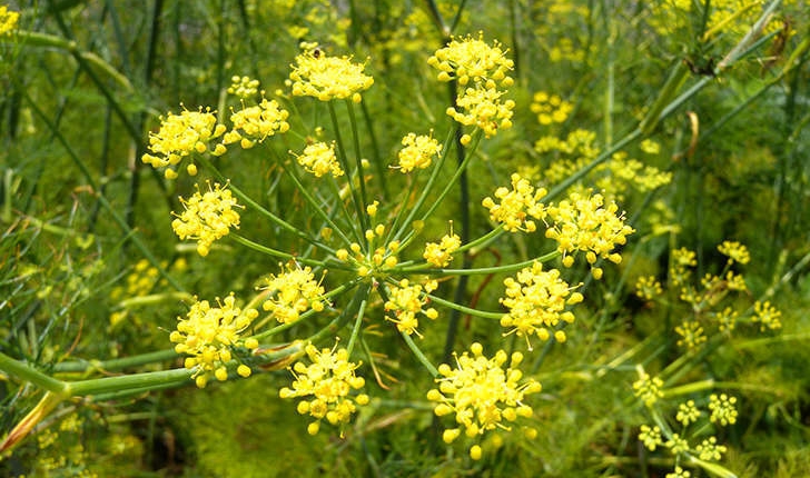 Foeniculum vulgare (Miller., 1768)