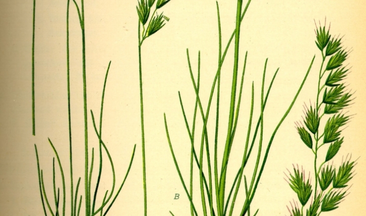 Fétuque ovine - Festuca ovina L. 