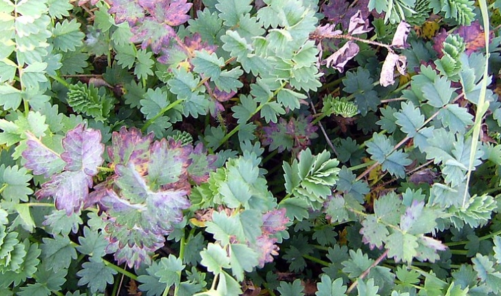 Sanguisorba minor L.