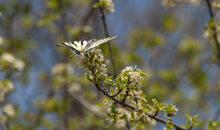 Iphiclides podalirius (Linné, 1758)