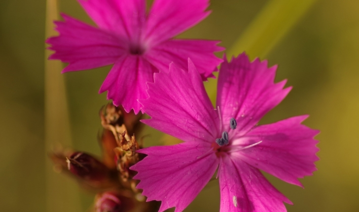 Dianthus carthusianorum L.