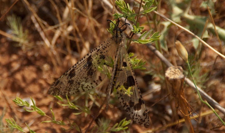 Palpares libelluloides (Linné, 1764)