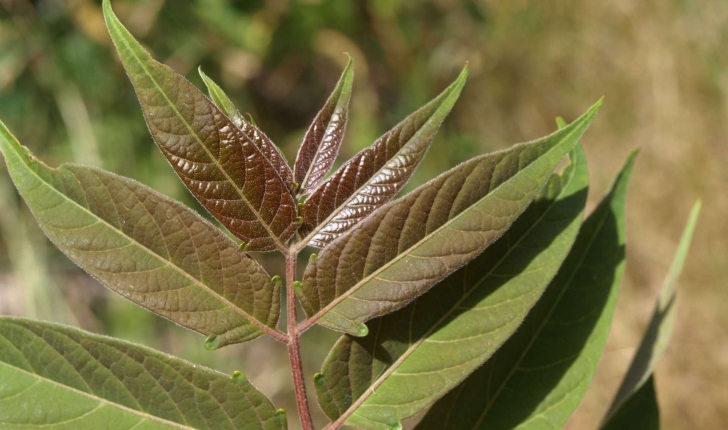 Ailanthus altissima