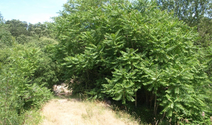 Ailanthus altissima