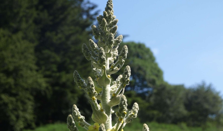 Verbascum thapsus