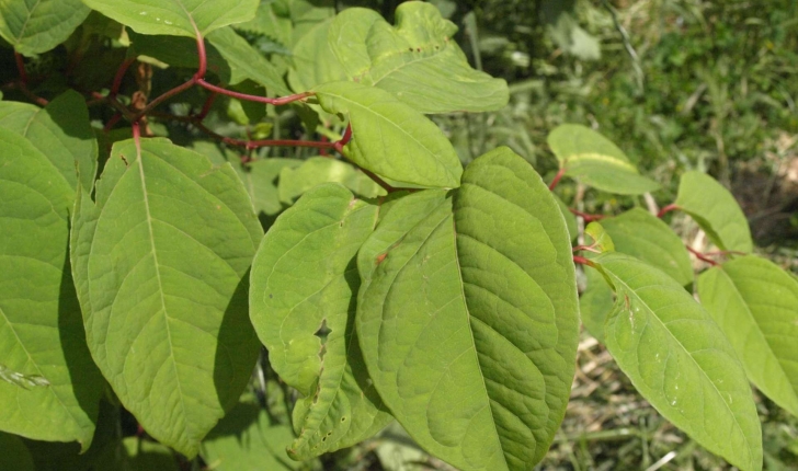 Reynoutra japonica (Houtt)