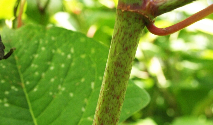 Reynoutra japonica (Houtt)