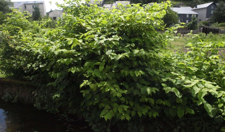 Reynoutra japonica (Houtt)