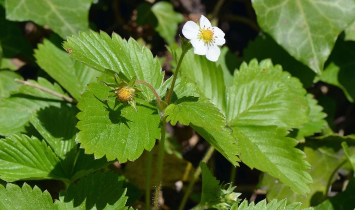 Fragaria vesca (L., 1753)